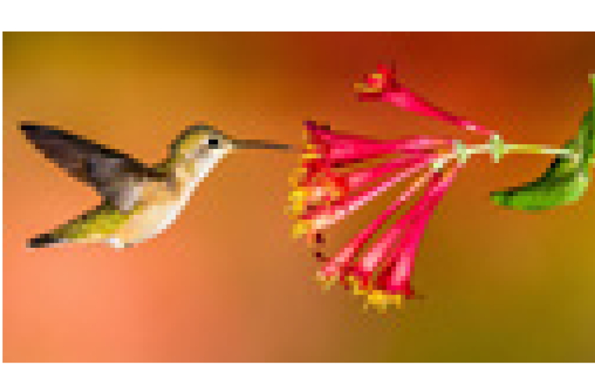 ہمنگ برڈ Hummingbird