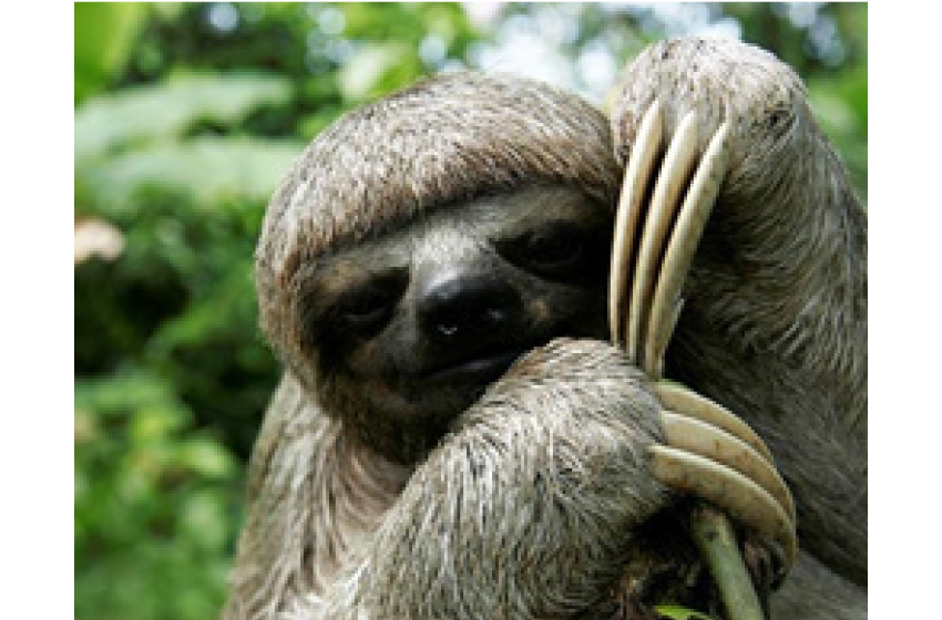 سلاتھ sloth