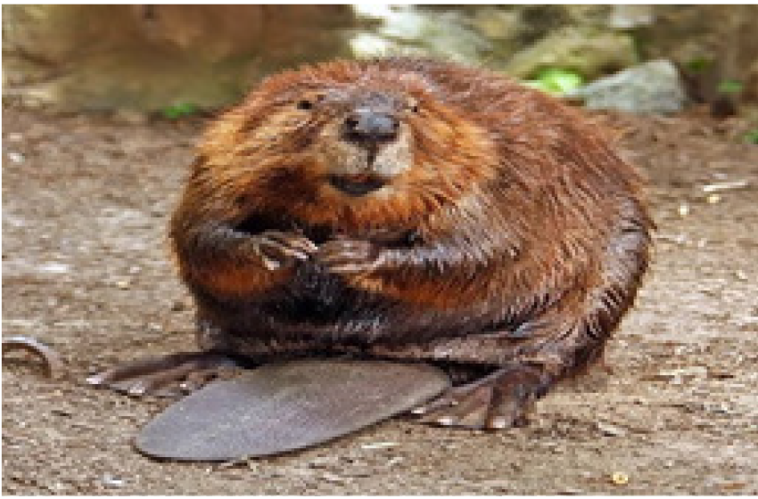 بیوور (Beaver) ڈیم بنانے والا انجینئر