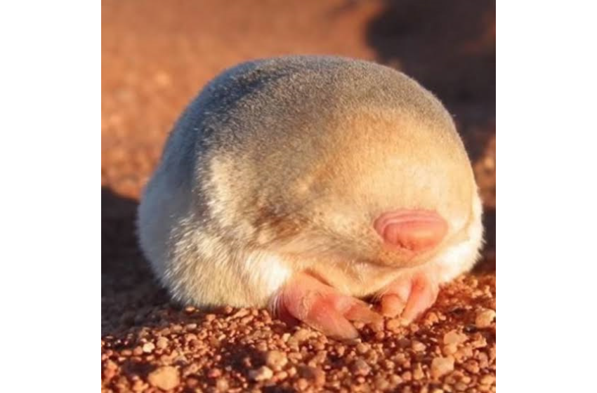 گولڈن مول Golden Mole (اندھا شکاری)