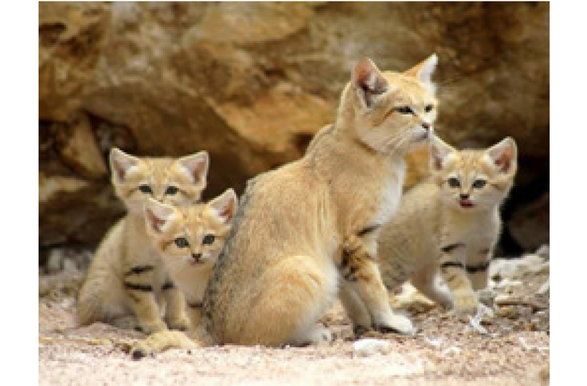 صحرائی بلی Sand Cat
