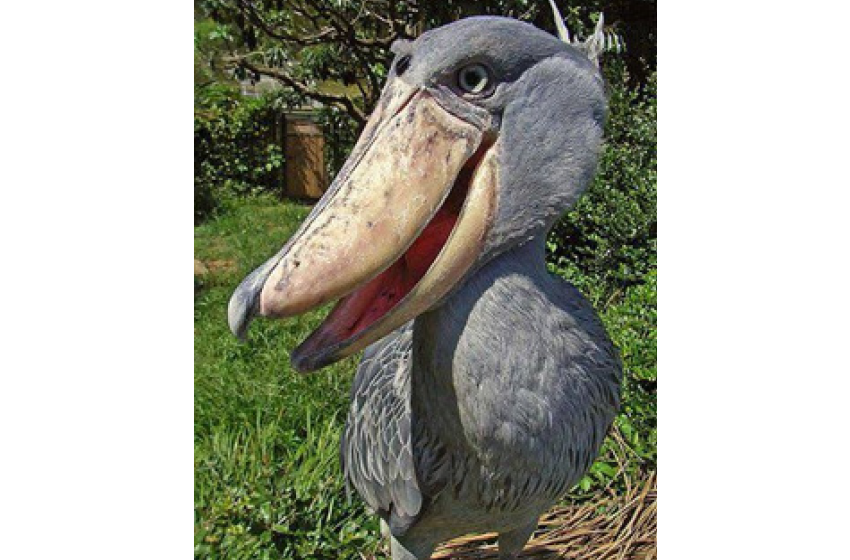 شوبل Shoebill