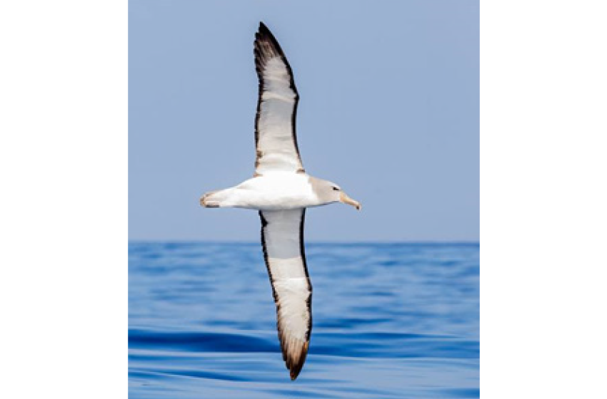 الباٹروس Albatross