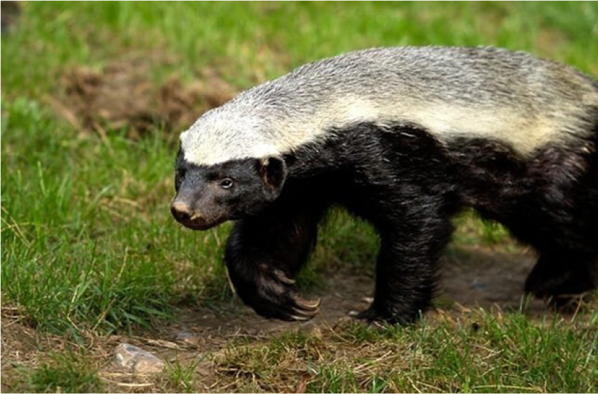 ہنی بیجرHoney Badger